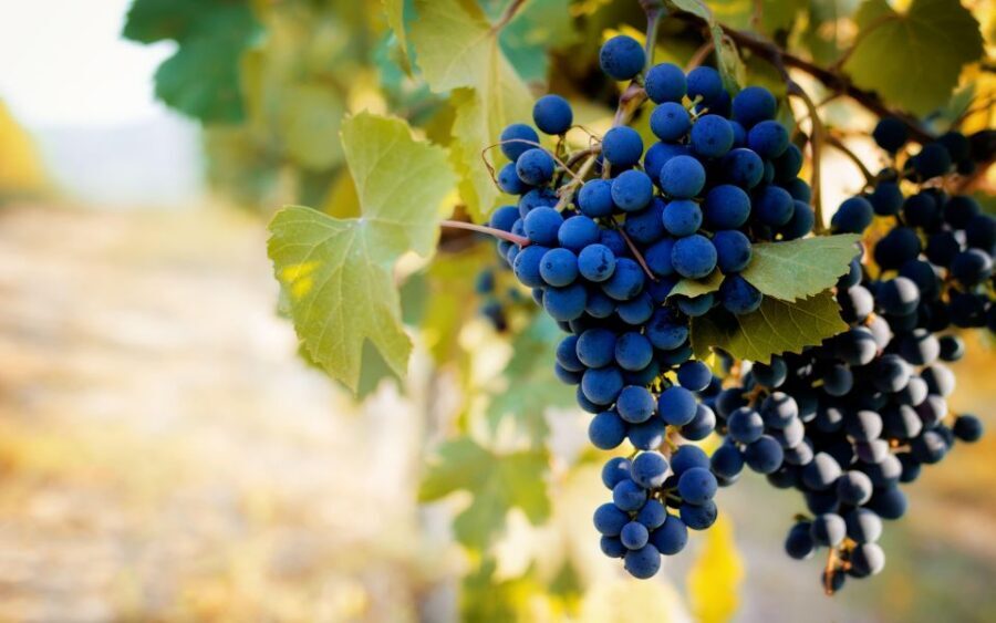 From Milan: Barolo Wine Tasting, Alba Tour and Castle Visit - Barolo, truffles, and when to plan your dates