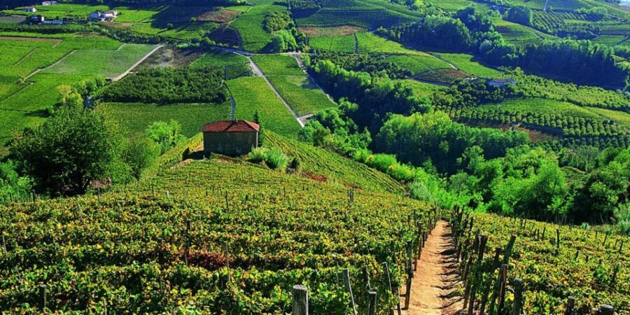 Full-Day Barbaresco Wine Tour with Truffle Hunting and Lunch - FAQ