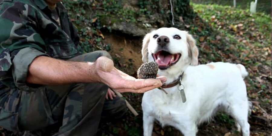 Full-Day Barbaresco Wine Tour with Truffle Hunting and Lunch - Inside a Barbaresco producer: marquises, nebbiolo, and DOCG details