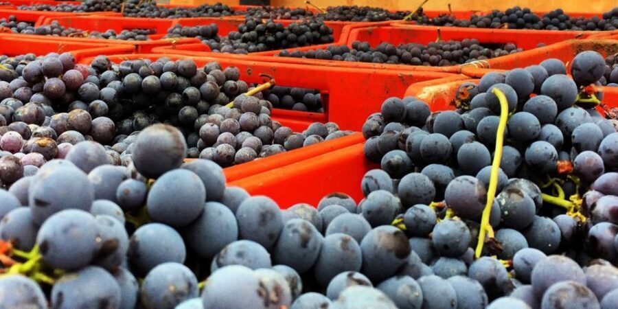 Full-Day Barbaresco Wine Tour with Truffle Hunting and Lunch - Who this tour is best for (and who should pass)