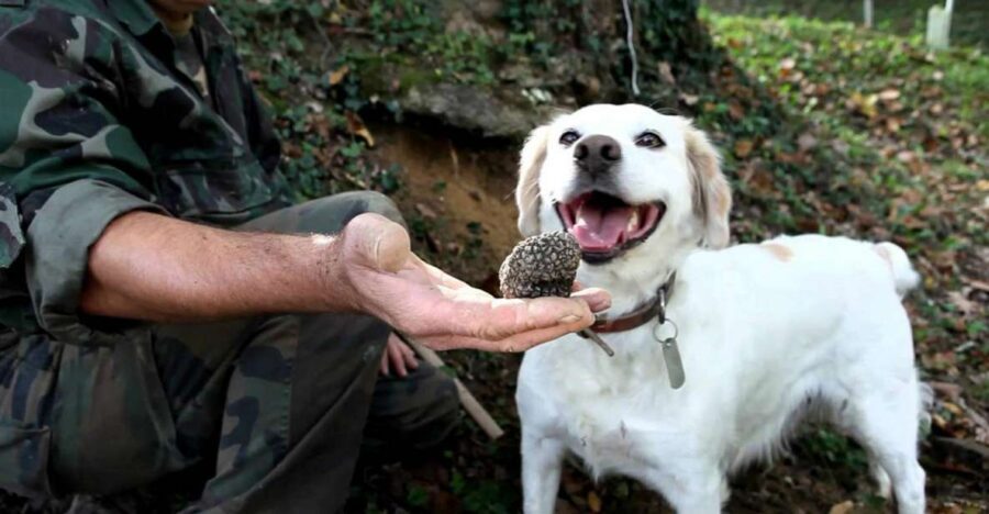 Full-Day Barbaresco Wine Tour with Truffle Hunting and Lunch - Should you book this Barbaresco truffle hunting tour?