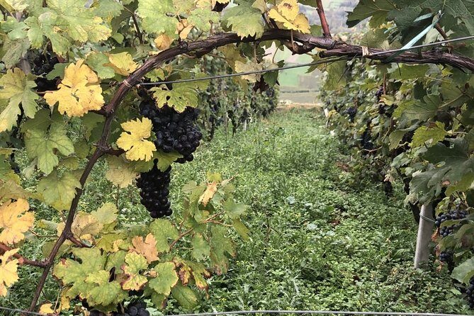 Lake Como & UNESCO Dry-stone Walls Vineyards - Varenna on Lake Como: why this stop feels right