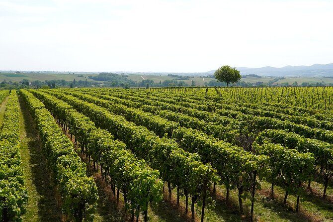 Lake Iseo & Franciacorta Winery. Scenic & Wine Tasting tour - The Franciacorta wine tasting: three sparkling wines and a snack
