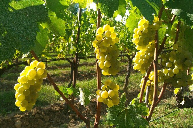 Lake Iseo & Franciacorta Winery. Scenic & Wine Tasting tour - Brescia time if weather changes the boat plan