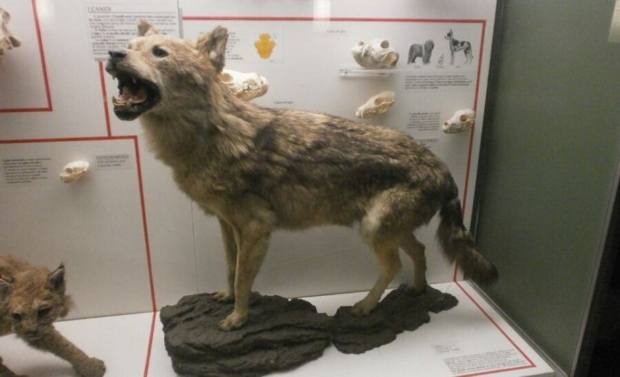 Milan: Natural History Museum Entry Ticket & Audio Guide - Key highlights to know before you book