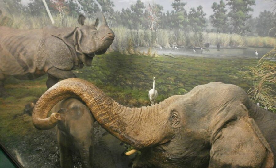 Milan: Natural History Museum Entry Ticket & Audio Guide - Why the 40+ Audio Points Matter (and How to Use Them)