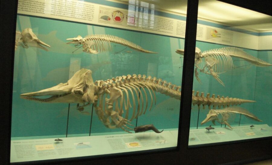 Milan: Natural History Museum Entry Ticket & Audio Guide - Entry and the Smartphone Audio Guide: What Actually Makes This Easy