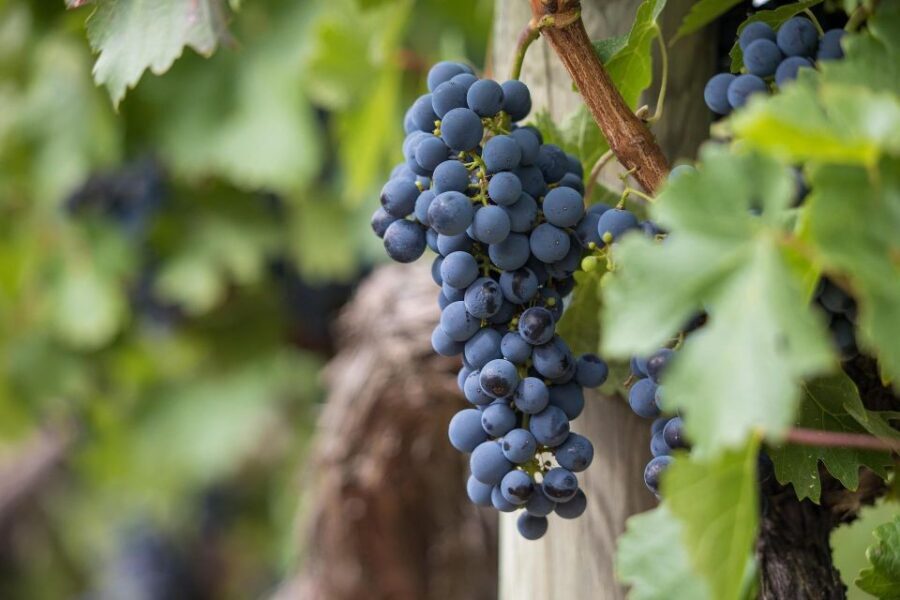 Milan: Wine Tasting with an Italian Sommelier - Bottles to take home: buying your favorites with more confidence