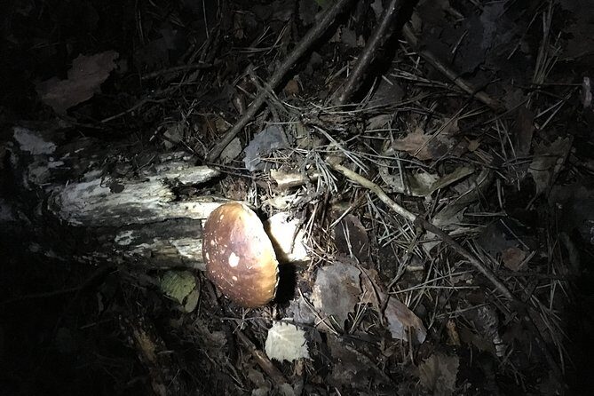 Private Hunting Of Truffle And Mushrooms With Chef Luigi Gandola In Bellagio - Who This Private Truffle Hunt Is Best For