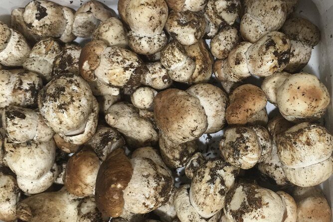 Private Hunting Of Truffle And Mushrooms With Chef Luigi Gandola In Bellagio - Should You Book This Private Truffle Hunt In Bellagio?