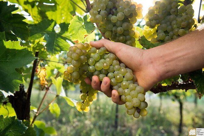 Wine Class and Tasting in Milan - Semi Private tour - A 90-Minute Milan Wine Class That Feels Personal